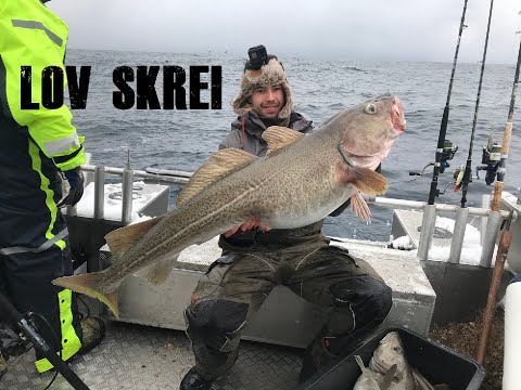 Video: Foto Esej: Ohrožený Rybolov V Lofotenu, Norsko - Síť Matador