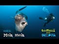 Mola mola: Legend of the Deep [4K] | Indonesia from Below (S01E12) | SZtv