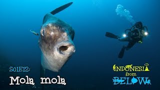 Download Lagu Mola mola: Legend of the Deep [4K] | Indonesia from Below (S01E12) | SZtv MP3