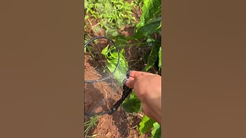 Cách kết nối và sử dụng béc G5 tưới cho cây cà phê