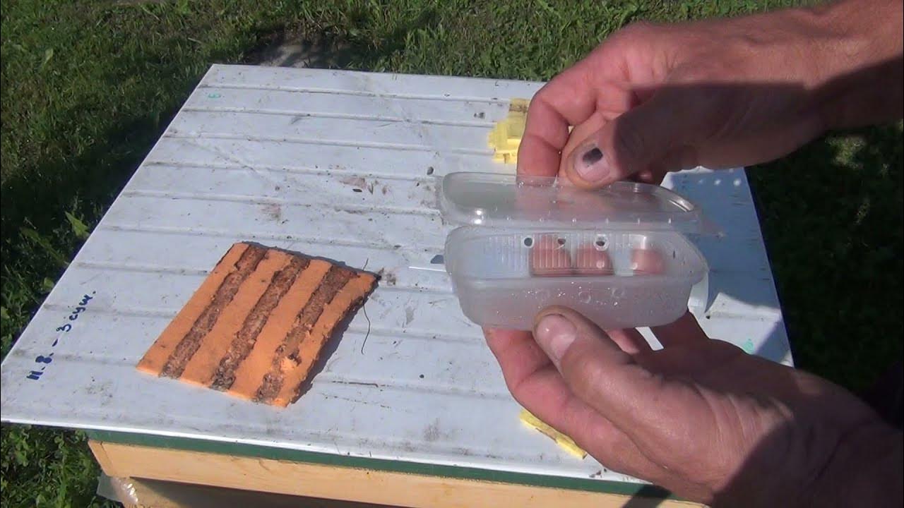Как разбавить муравьиную