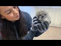 Black Leopard Luna tries on a jumpsuit and meets hedgehog