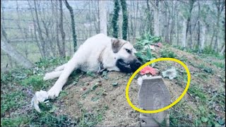 Когда сын пришел навестить могилу отца, он увидел там собаку и расплакался