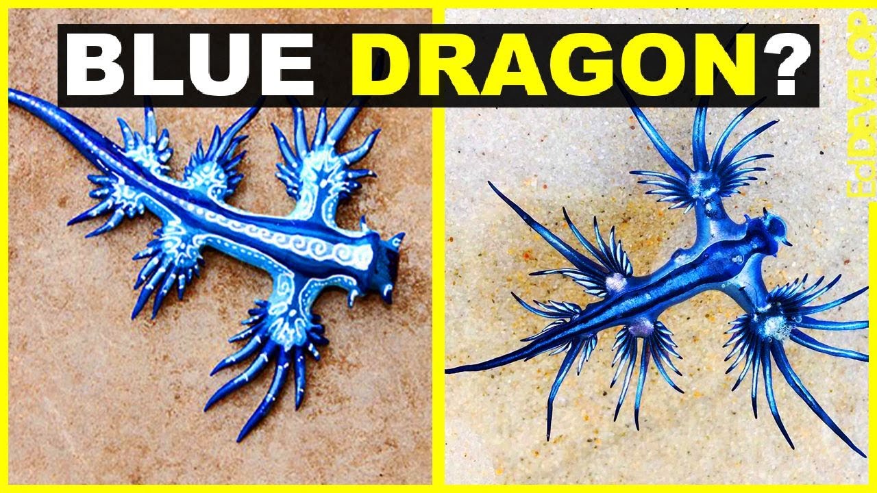 How Bizarre And Unusual Strangest Creatures On Earth YouTube how-bizarre-and-unusual-strangest-creatures-on-earth-youtube