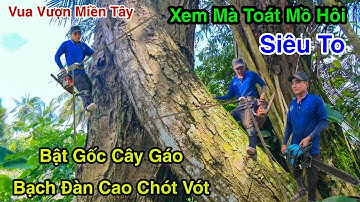 Người Xem Toát Mồ Hôi Cưa Cây Gáo Cây Bạch Đàn Cao Chót Vót Trong Vườn Mít Vua Vượn Tháp 10