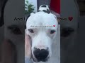 Waffles video
