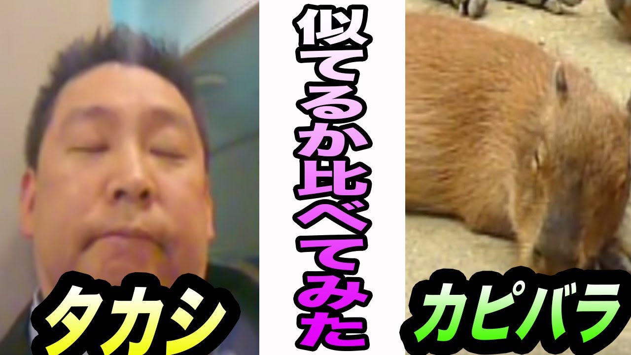 比べてみた 立花孝志がカピバラに似てるか 実際に見比べてみた Youtube