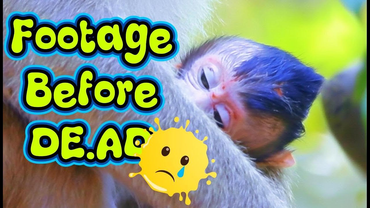 Shocking Footage😢 Too Weak Baby Astro Forced Away From His Mother💔 | Video Before It di.ed 😭