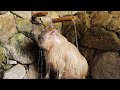 Luxury Animal Shower - Capybara Showering Best Video You will Ever See