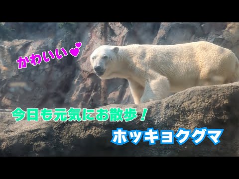 【旭川市旭山動物園】かわいい💕今日も元気にお散歩！ホッキョクグマ🐻‍❄️