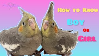 Cockatiel Chick Gender: Revealing the Hidden Clues #cockatiel