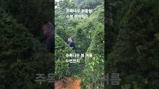 #주목나무전지하기 #조경관리 #전지작업 #트리머전지 #여름전지