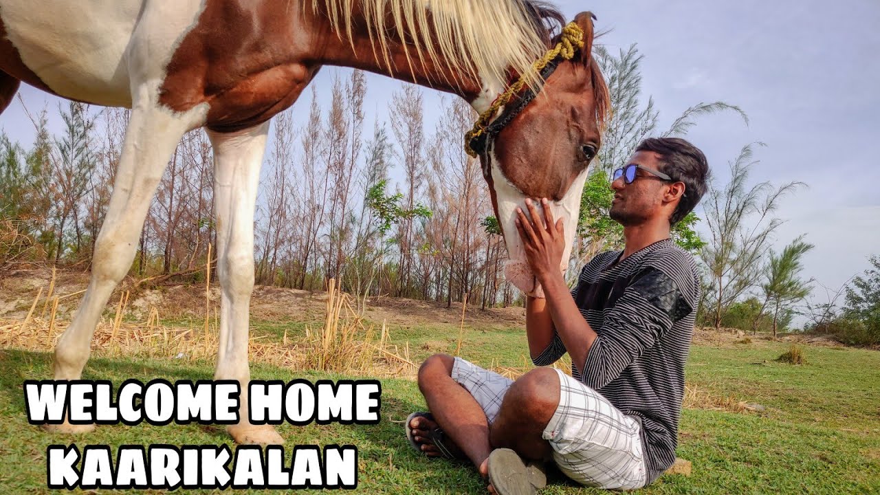 Welcome home KAARIKALAN | Our new horse