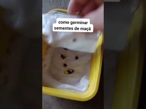 como germinar sementes