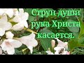 Струн души рука Христа касается...