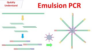Emulsion PCR
