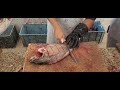 Jelly Belly Fish Cutting|| Red Ocean Fish Cutting|| Rare Jelly Belly Fish Cutting|| Amazing Fish Cut