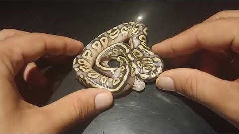 Ball python Clutch number #12, 2019. Insane orange ghost stuff!!!