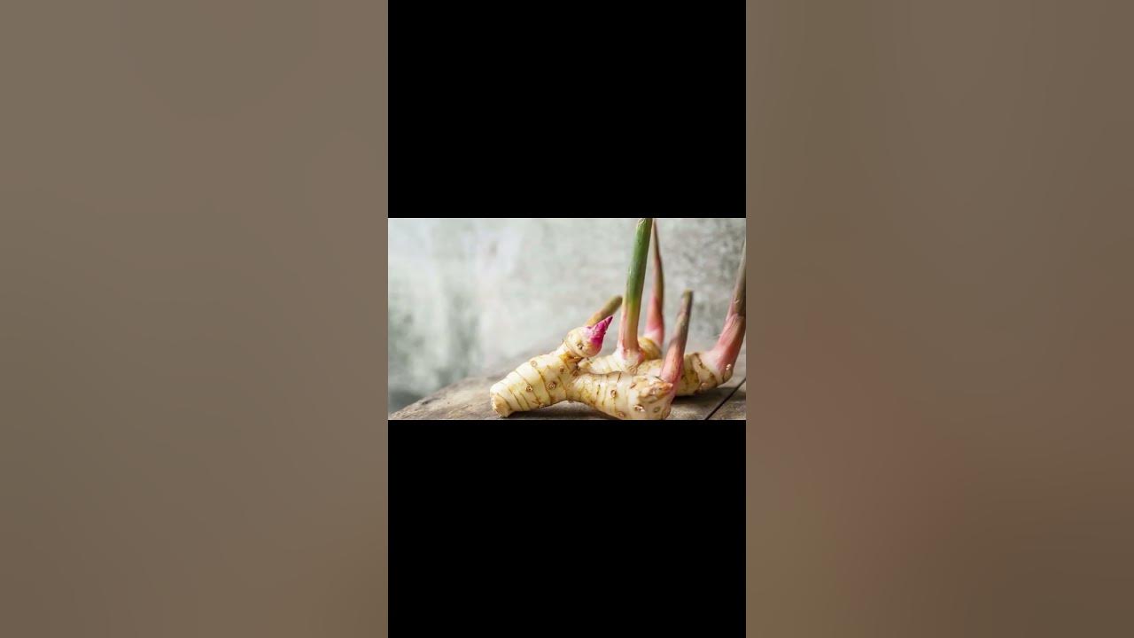 Benefits of pan root shorts youtubeshorts panroot panrootbenefits