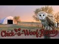Clean out the Barn Owl Box (Surprise included) Clean out the Barn Owl Box (Surprise included)