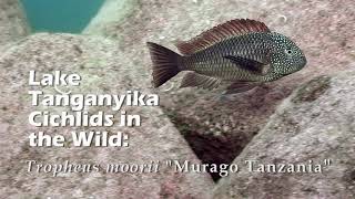 Lake Tanganyika Cichlids in the Wild: Tropheus Moorii 'Murago Tanzania' HD 1080p