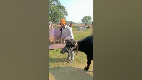 my first ||vlog|| village Life || #funny #villagerlifestyle #viral #video