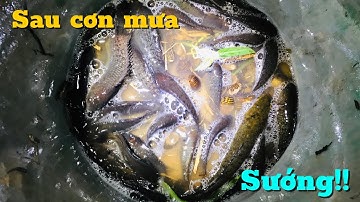 Bắt cá rô đồng sau cơn mưa to/không ngờ bắt cá dễ như vậy lụm mỏi tay