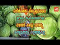 ಎಲೆಕೋಸಿನ ಅತ್ಯುತ್ತಮ ಪ್ರಯೋಜನಗಳು | Impressive Health Benefits of Cabbage | YOYO Kannada News