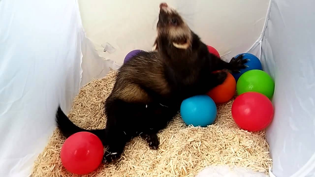 Pitter patter ferret rescue play YouTube