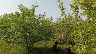 rural life in Pakistan youtubeshorts amazing village garden