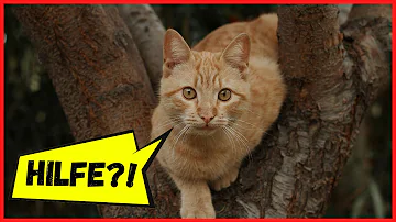 Wie lange kann eine Katze auf einem Baum überleben?