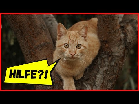 Video: So Entfernen Sie Eine Katze Von Einem Baum