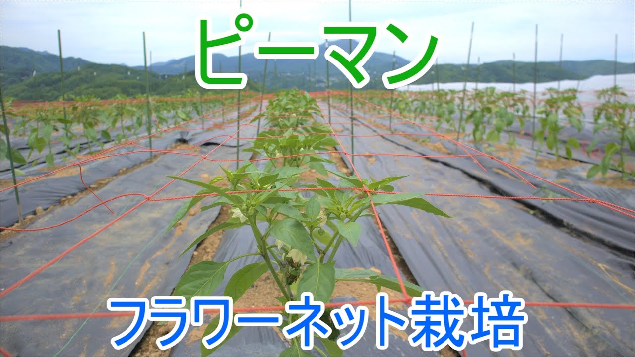ピーマン　フラワーネット栽培21/6/6