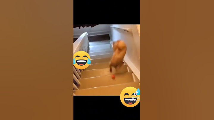 perro se cae