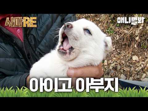 [#사파RE] (귀여움x26) 우리 아빠 어딨어요?..🥺 전설의 바람둥이 상봉이❤️‍🔥 #TV동물농장 #AnimalFarm #애니멀봐