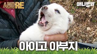 [#사파RE] (귀여움x26) 우리 아빠 어딨어요?..🥺 전설의 바람둥이 상봉이❤️‍🔥 #TV동물농장 #AnimalFarm #애니멀봐
