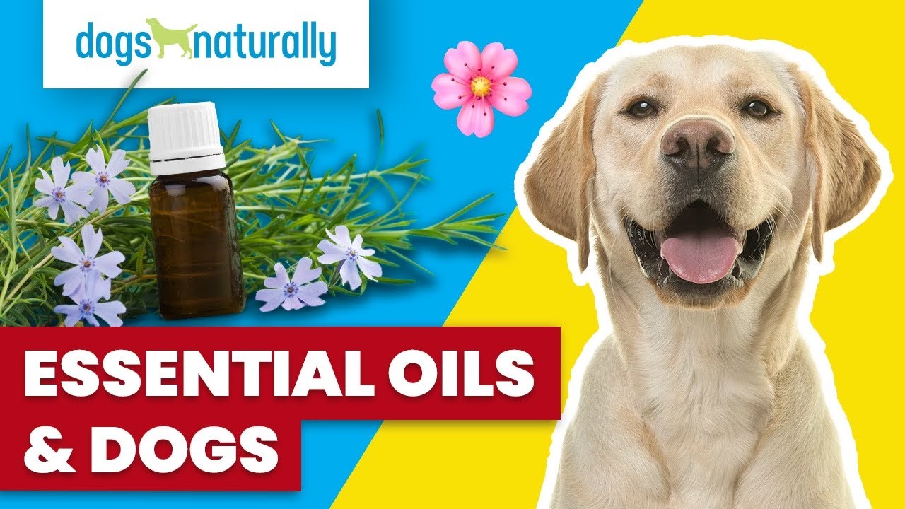Essential Oils  Your Dog