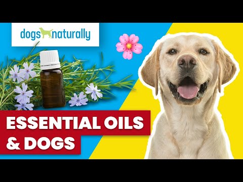 Video: 5 Veilige aromatherapie essentiële oliën die uw hond kunnen helpen