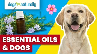 Essential Oils & Your Dog