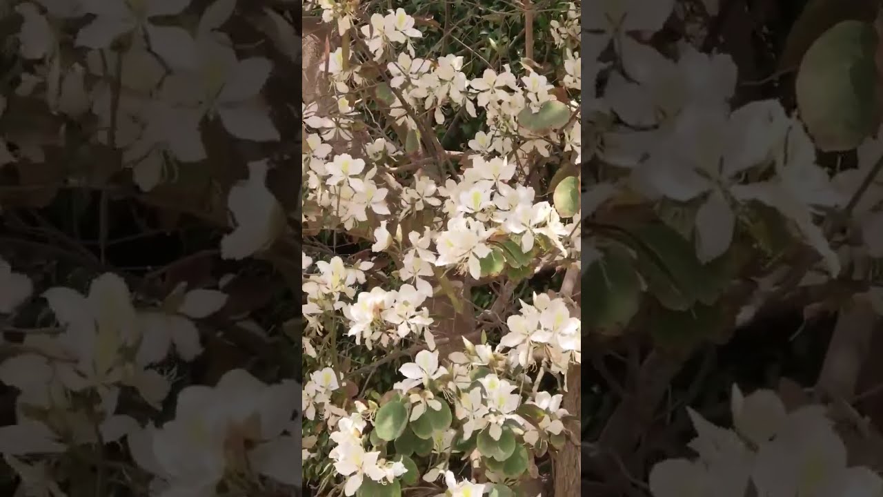 شجره بوهينيا بيضاء Bauhinia Acuminata Youtube