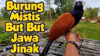 Download Lagu Burung But But Jawa Jinak Umur 3.5 Tahun MP3