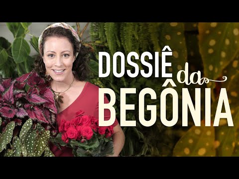 Vídeo: Begônia folhosa decorativa: descrição, foto, regras de cuidado e reprodução