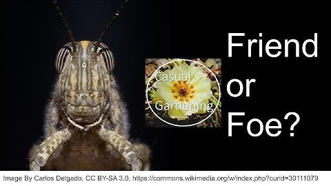 Grasshoppers in the garden