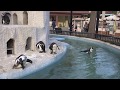 上野動物園さる山とペンギン