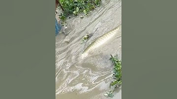 Câu cá khổng lồ làm gãy cần câu #cacconvat #docla #fishing