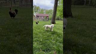 The Cutest Livestock Guardian Dog Ever! #livestockguardiandog #maremma #puppyoftheday