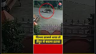 तेंदुए का पिघला दिल! नन्हे ‘पपी’ को छोड़ दिया जिंदा, VIDEO वायरल | #Leopard #Wildlife #WildAnimals