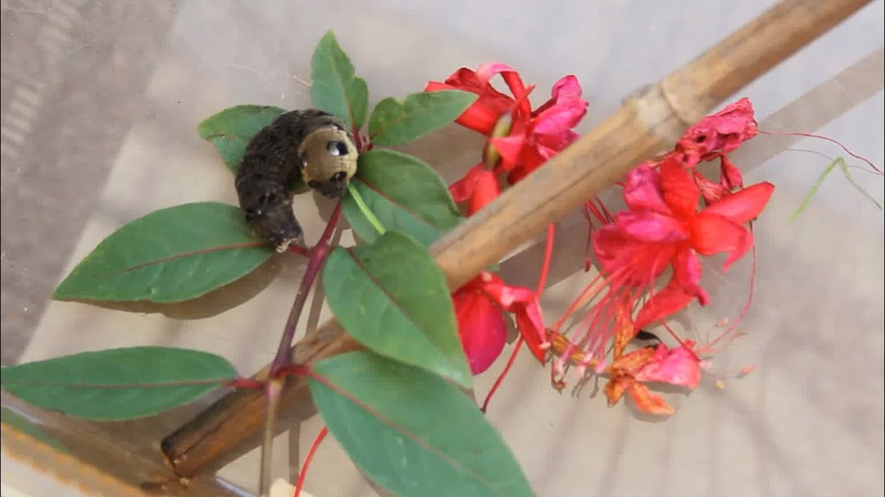 caterpillar stock price Elephant Hawk Moth Larva Making A Cocoon