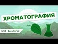 Что такое ХРОМАТОГРАФИЯ l ЕГЭ Биология | Даниил Дарвин | Вебиум