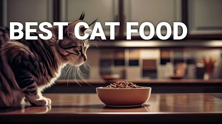 Watch the video about How Cat Food Affects Maine Coon Health